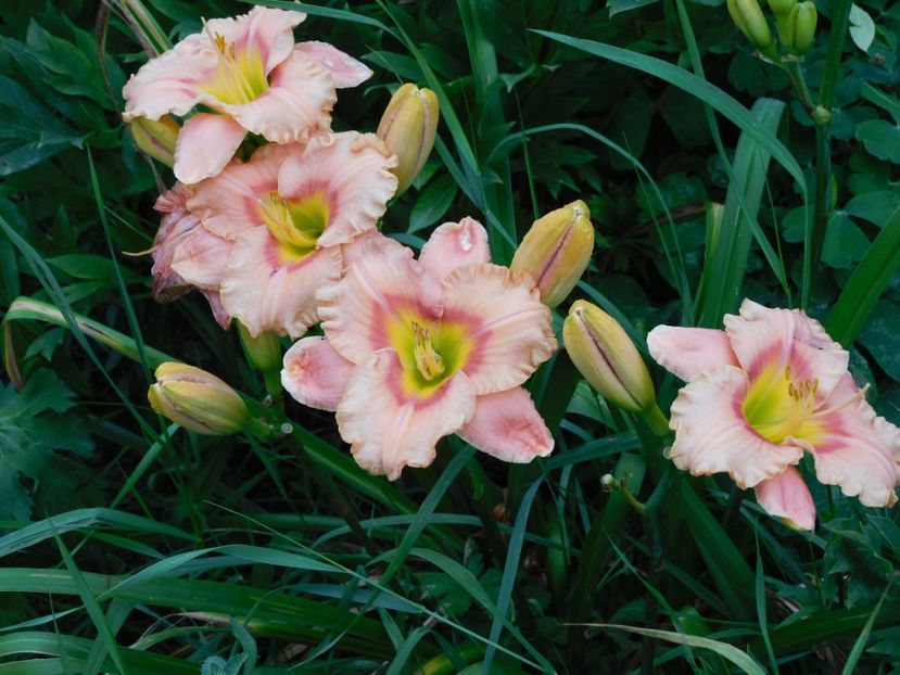  - Hemerocallis - crini 2024