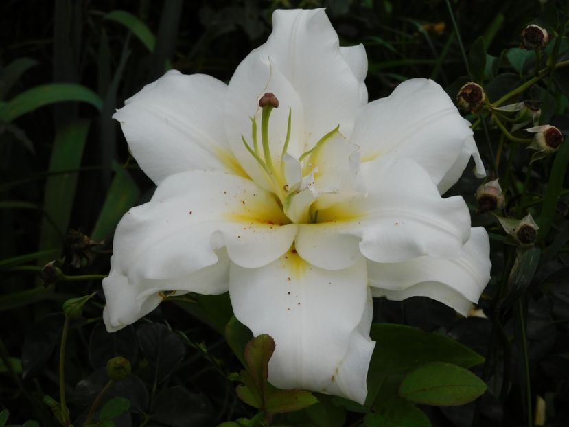 - Hemerocallis - crini 2024
