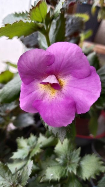  - 2024-BriD s CAISSA