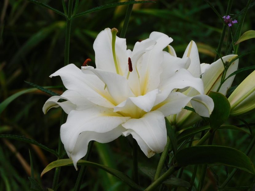  - Hemerocallis - crini 2024
