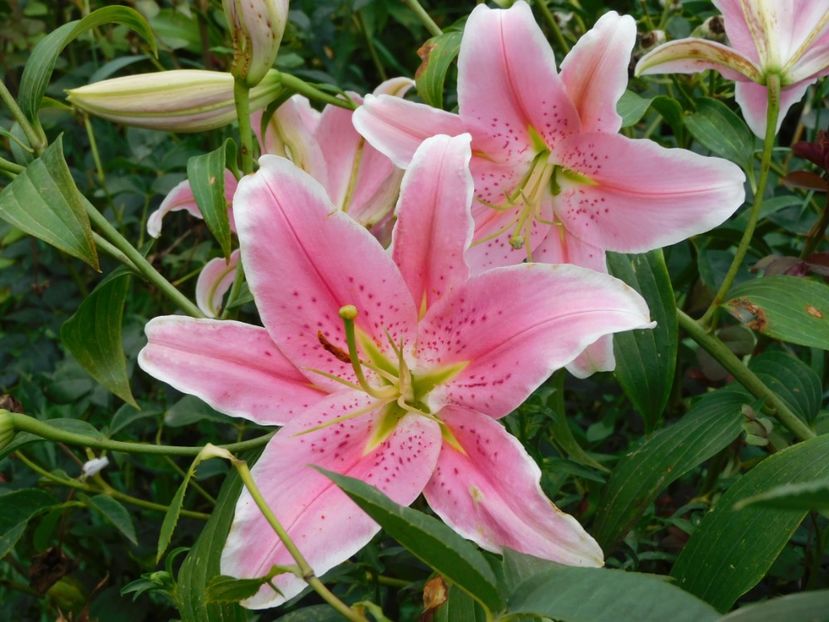  - Hemerocallis - crini 2024