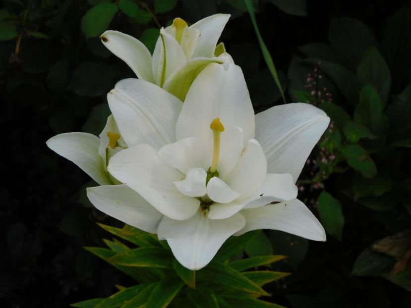  - Hemerocallis - crini 2024