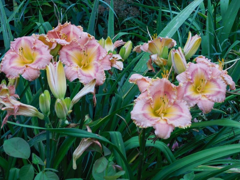  - Hemerocallis - crini 2024