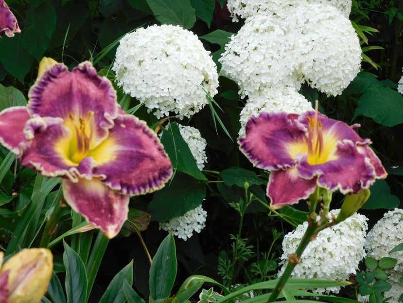  - Hemerocallis - crini 2024