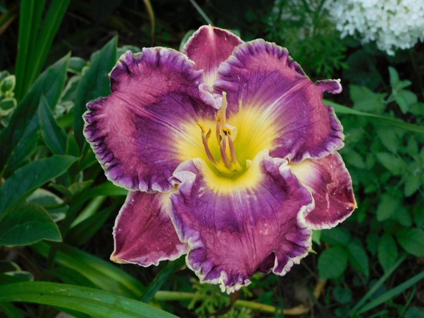  - Hemerocallis - crini 2024