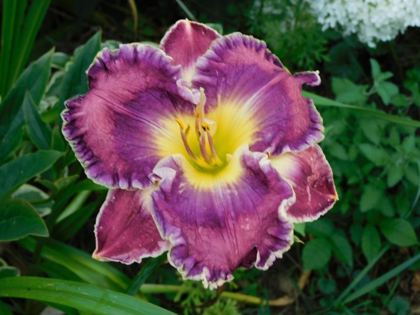  - Hemerocallis - crini 2024