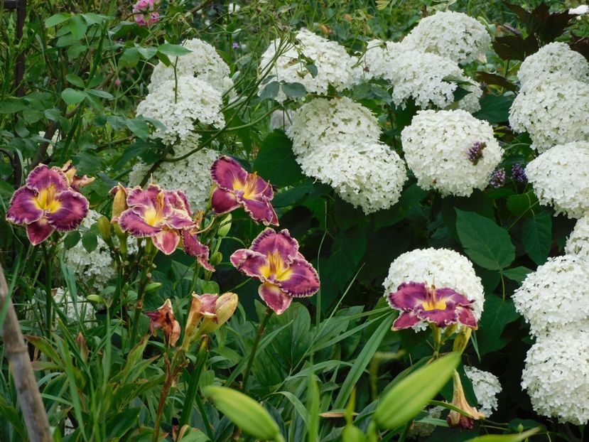  - Hemerocallis - crini 2024