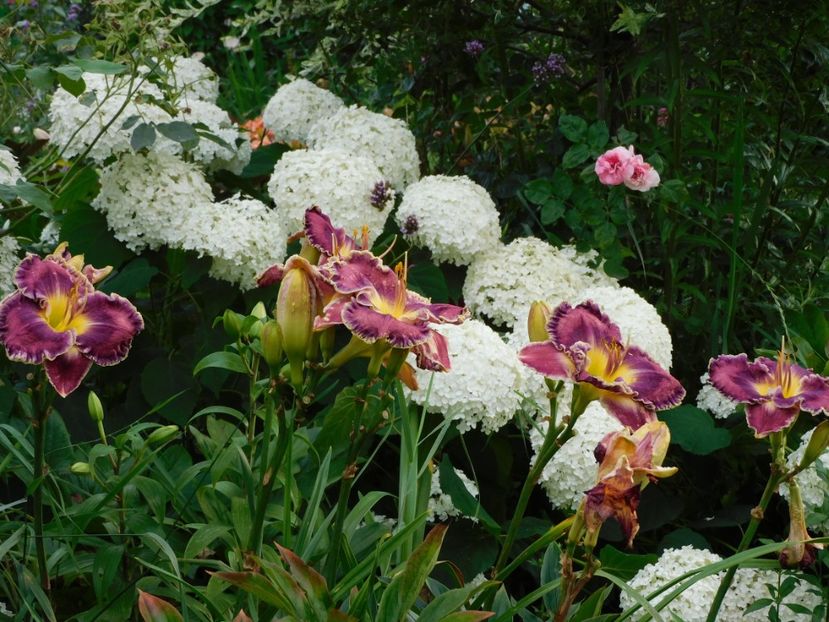  - Hemerocallis - crini 2024