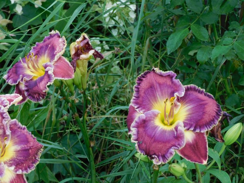  - Hemerocallis - crini 2024