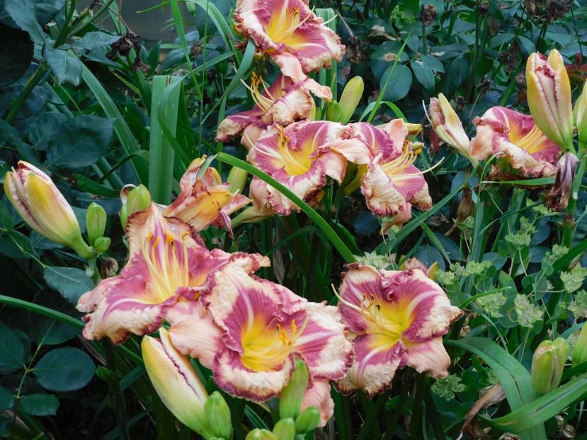  - Hemerocallis - crini 2024