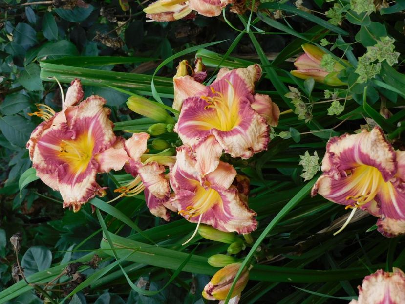  - Hemerocallis - crini 2024