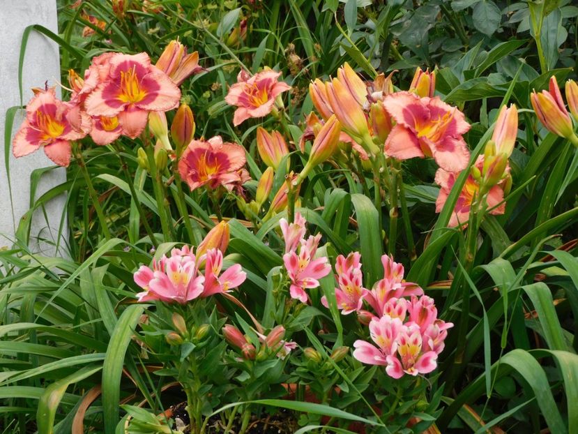  - Hemerocallis - crini 2024