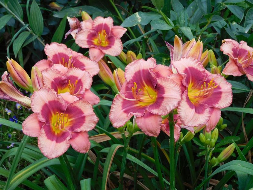  - Hemerocallis - crini 2024