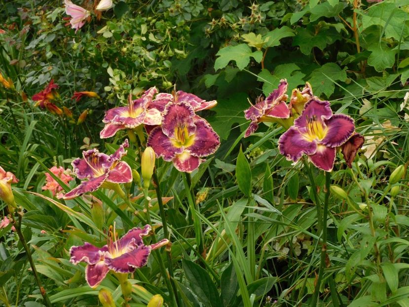  - Hemerocallis - crini 2024
