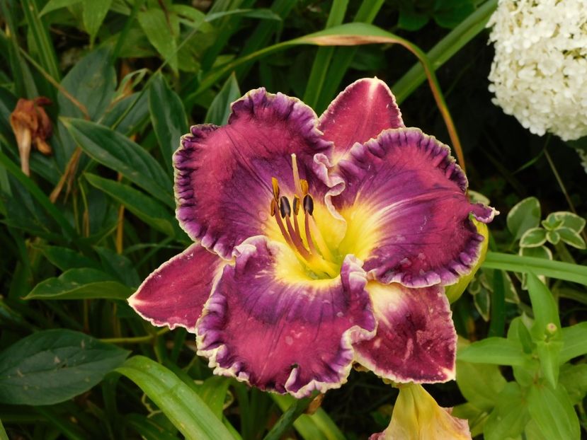  - Hemerocallis - crini 2024