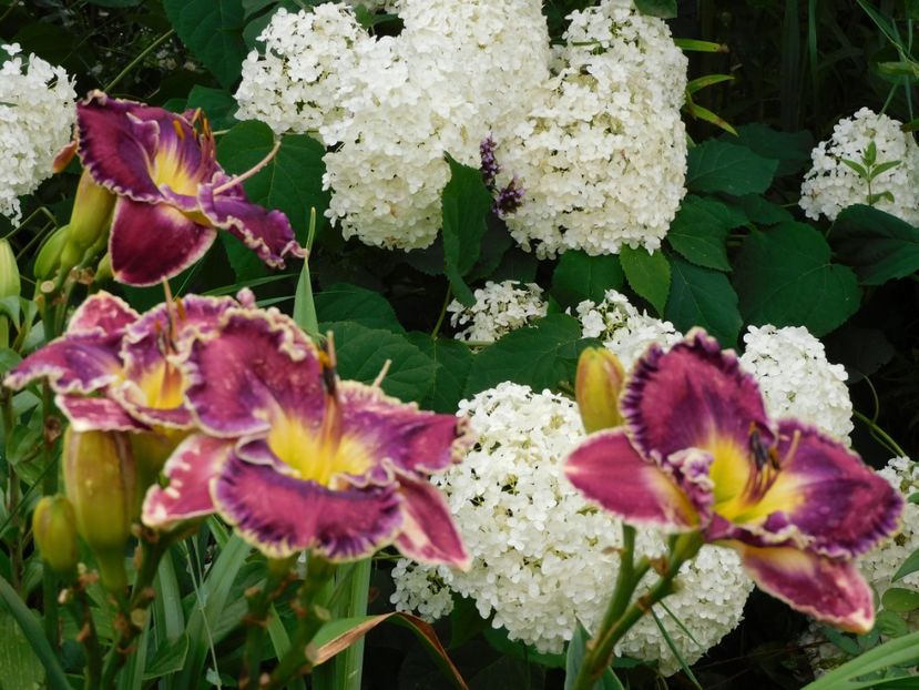  - Hemerocallis - crini 2024