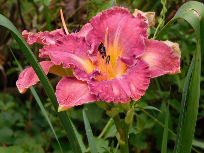  - Hemerocallis - crini 2024