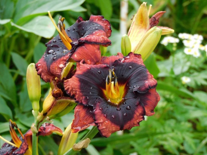  - Hemerocallis - crini 2024