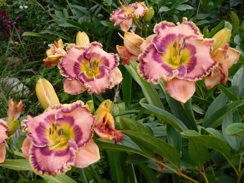  - Hemerocallis - crini 2024