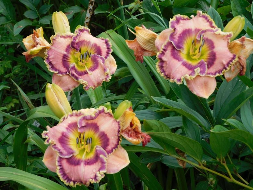  - Hemerocallis - crini 2024