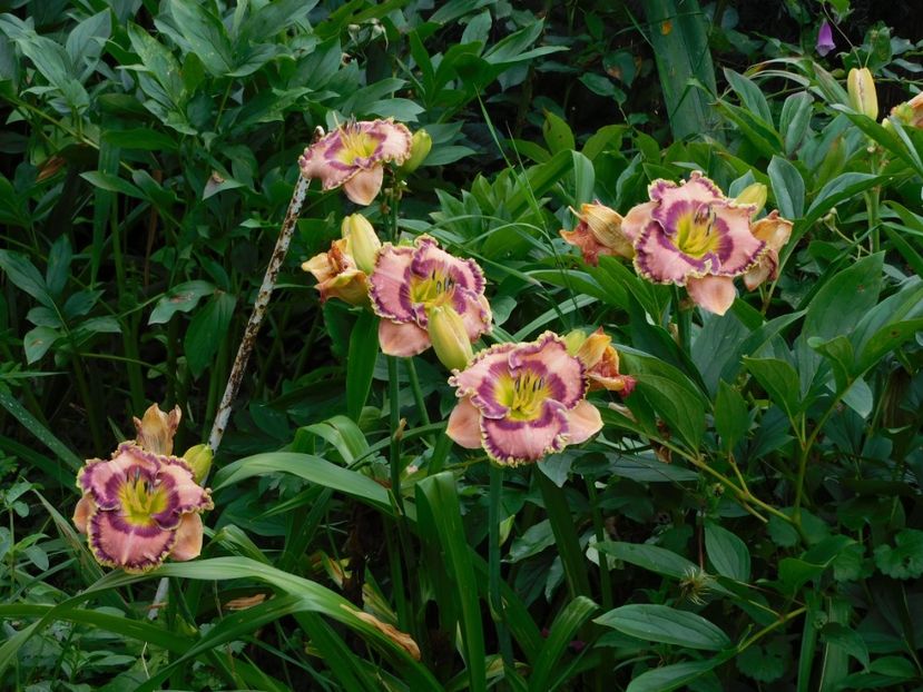  - Hemerocallis - crini 2024