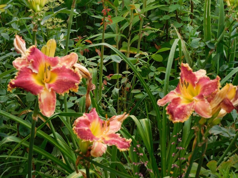  - Hemerocallis - crini 2024