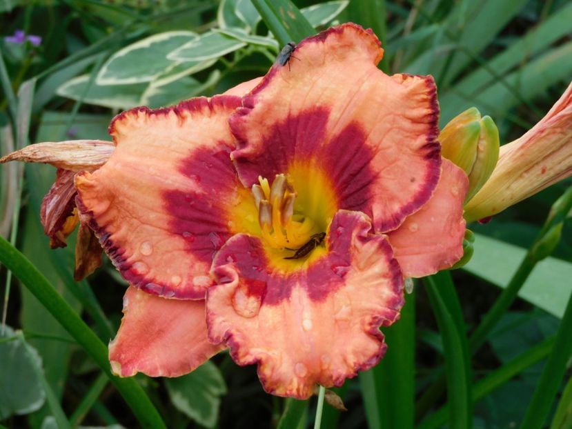  - Hemerocallis - crini 2024