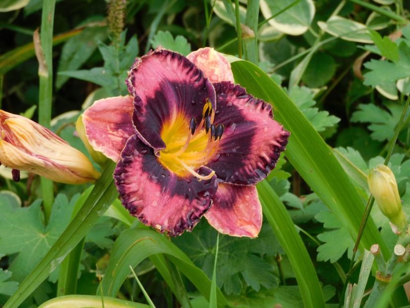  - Hemerocallis - crini 2024