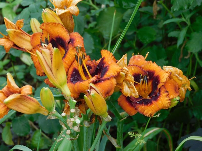  - Hemerocallis - crini 2024