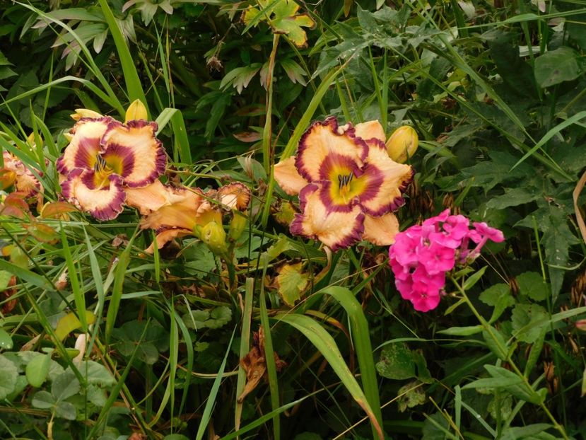  - Hemerocallis - crini 2024