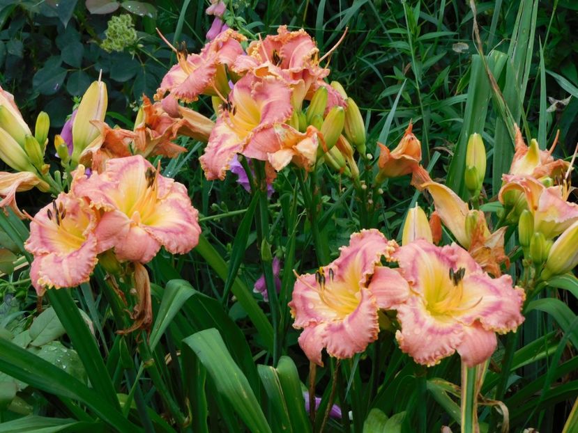  - Hemerocallis - crini 2024