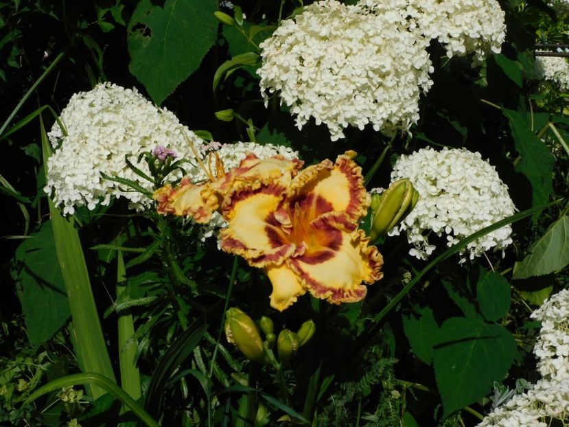  - Hemerocallis - crini 2024