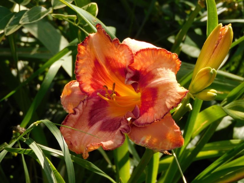  - Hemerocallis - crini 2024