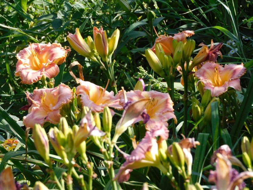  - Hemerocallis - crini 2024