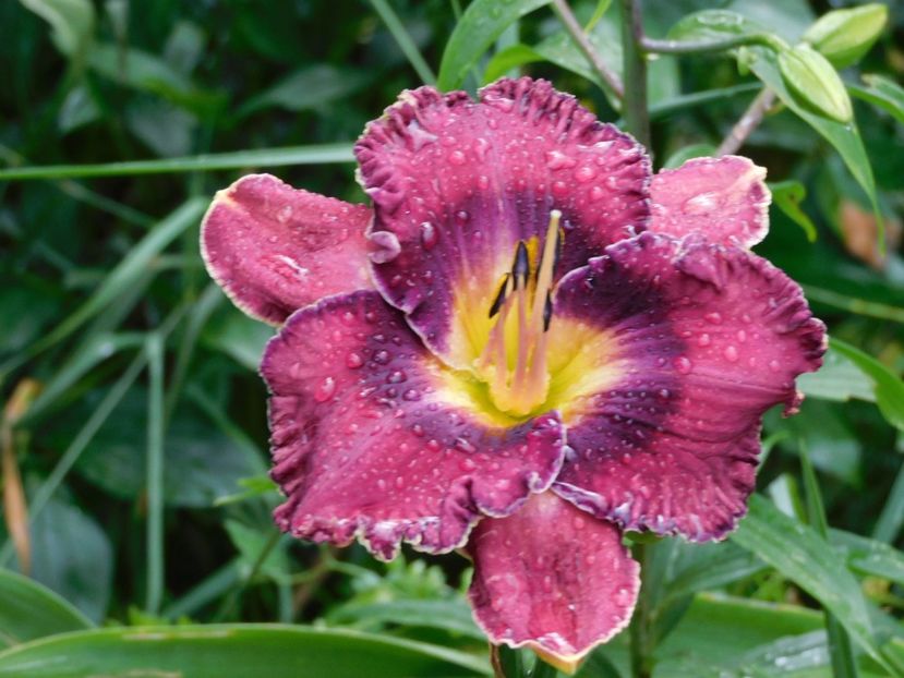  - Hemerocallis - crini 2024