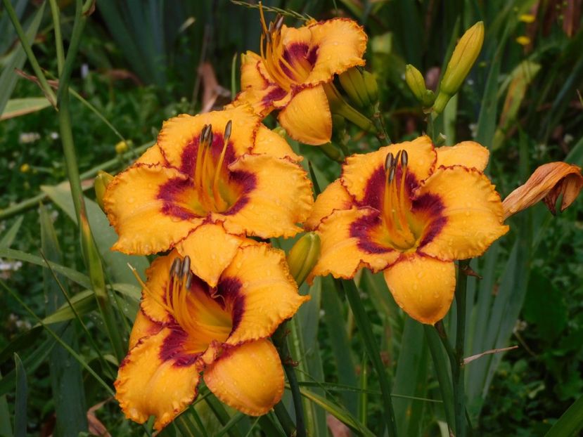 - Hemerocallis - crini 2024