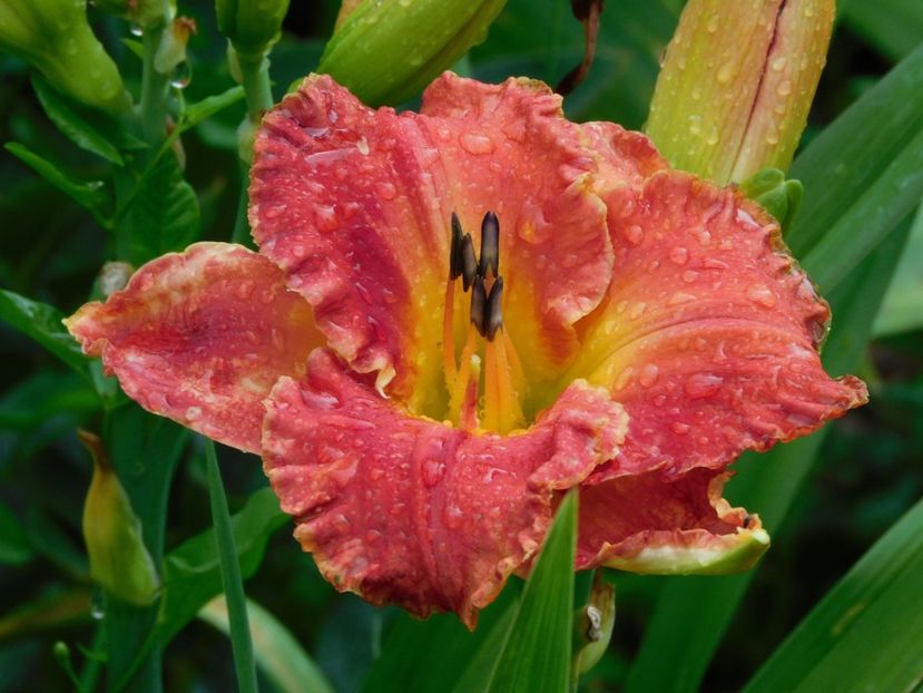  - Hemerocallis - crini 2024