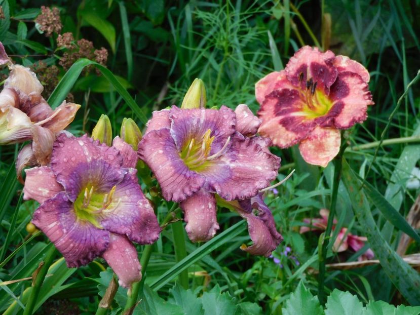  - Hemerocallis - crini 2024