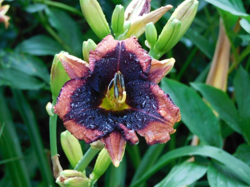  - Hemerocallis - crini 2024