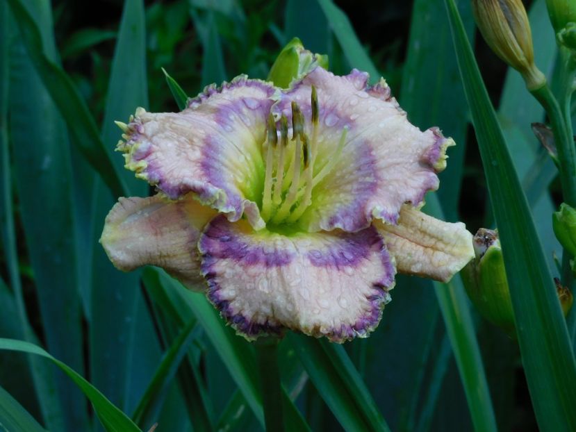  - Hemerocallis - crini 2024