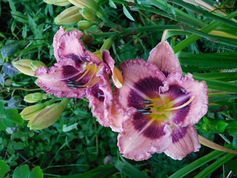  - Hemerocallis - crini 2024