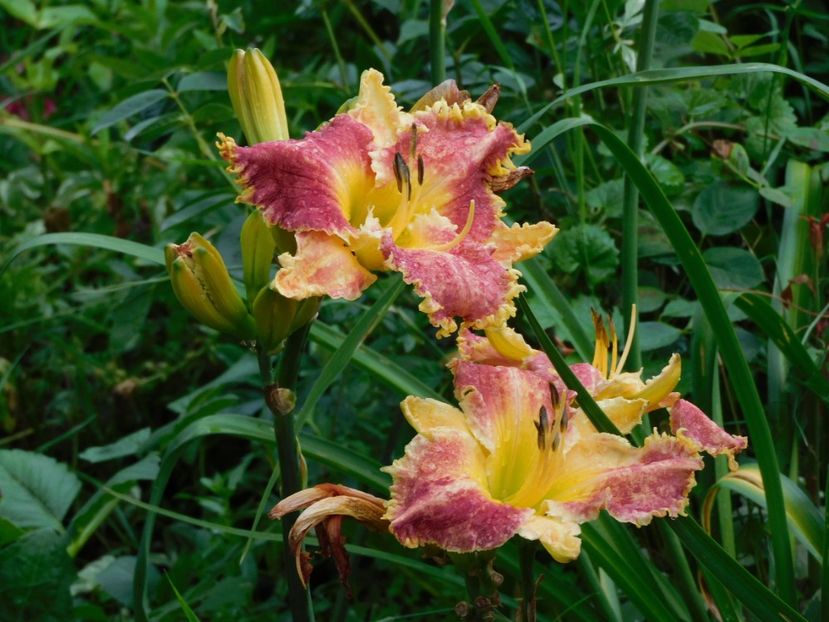  - Hemerocallis - crini 2024