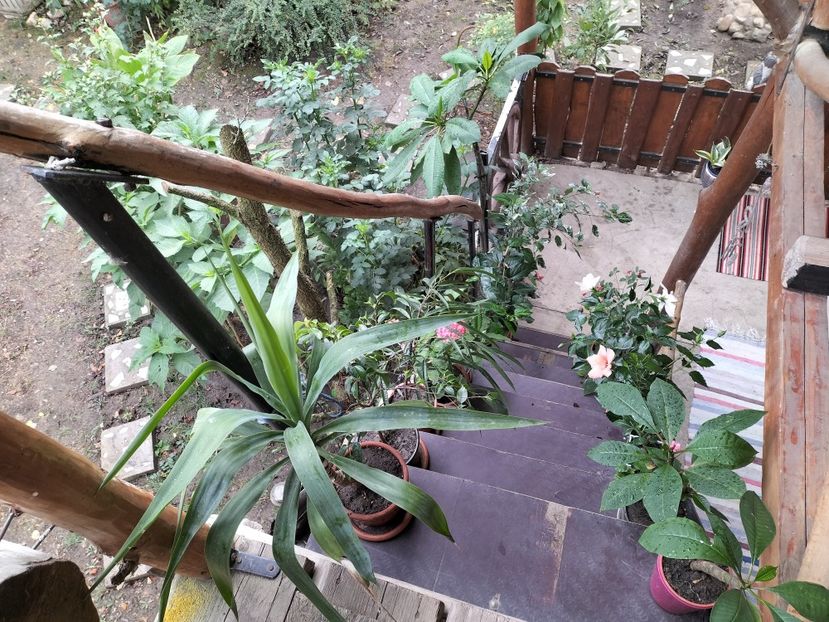 IMG20240911111419 - toamna 2024