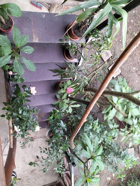 IMG20240911111352 - toamna 2024