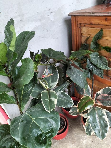 IMG20240911111300 - toamna 2024