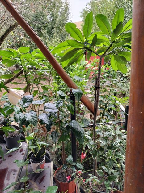 IMG20240911105026 - toamna 2024