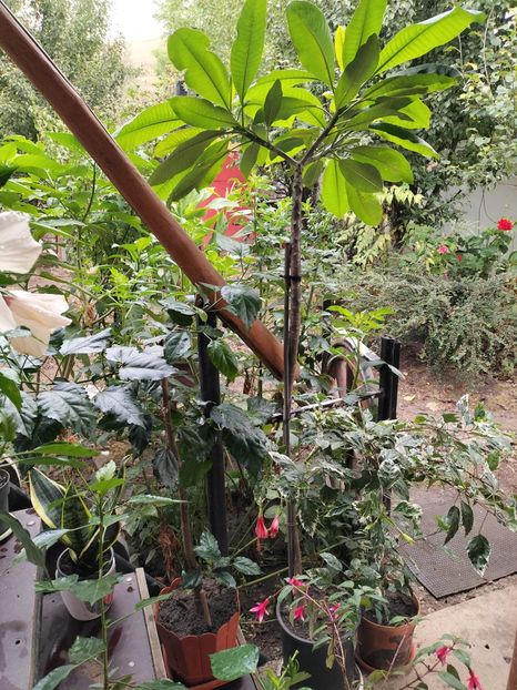 IMG20240911105007 - toamna 2024