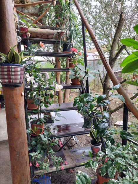 IMG20240911104738 - toamna 2024