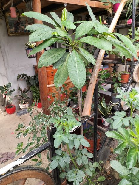 IMG20240911104305 - toamna 2024