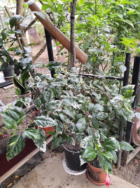 IMG20240911104249 - toamna 2024